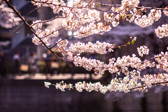 1 657 件の最適な さくら吹雪 画像 ストック写真 ベクター Adobe Stock 1 657 件の最適な さくら吹雪 画像 ストック写真 ベクター Adobe Stock