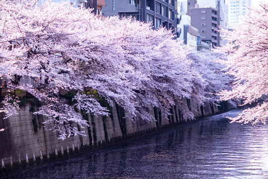 1 661 件の最適な さくら吹雪 画像 ストック写真 ベクター Adobe Stock