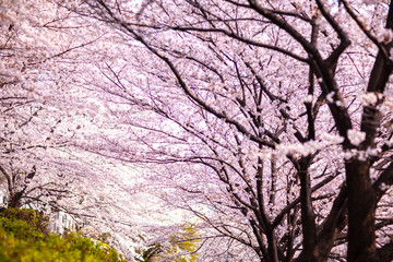 Obraz na płótnie Canvas 日本　花見　さくら　吹雪　リラックス　綺麗　美しい　花びら　春