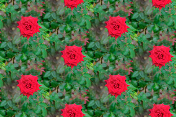 Beautiful red roses seamless texture background