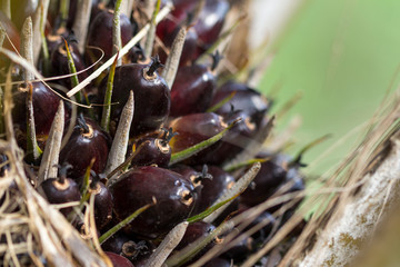 Palm Oil Fruits on the palm tree (Elaeis guineensis) at Thailand