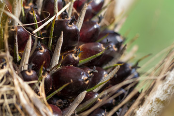 Palm Oil Fruits on the palm tree (Elaeis guineensis) at Thailand