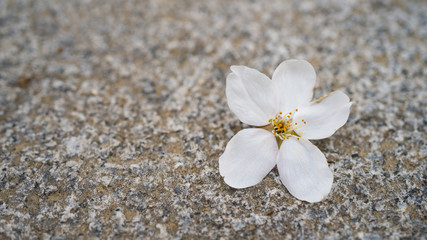 beautiful Cherry Blossom