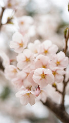 beautiful Cherry Blossom