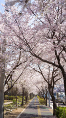Fototapeta na wymiar beautiful Cherry Blossom