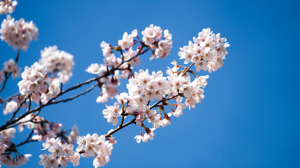 beautiful Cherry Blossom