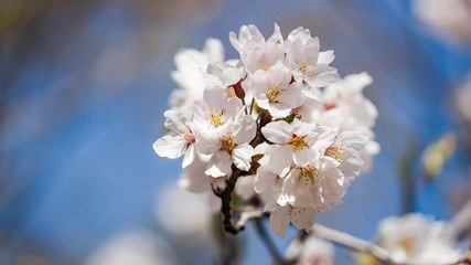 beautiful Cherry Blossom