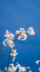 beautiful Cherry Blossom