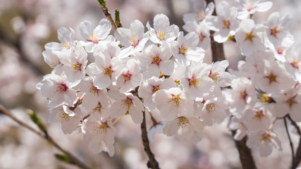 beautiful Cherry Blossom