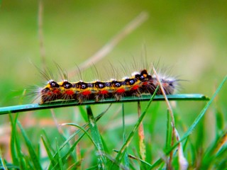 Fototapeta premium Insect
