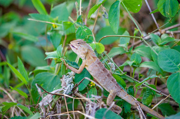 Animal of a reptile of a lizard in India Asia 