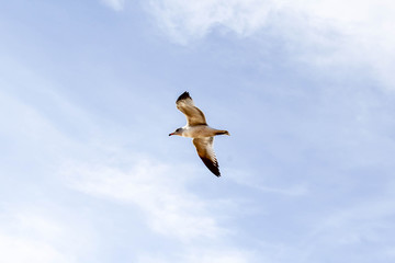 Gaviota en el cielo