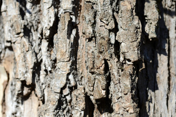 The bark of an old tree lit by the sun as a texture and background