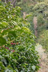 COFFEE SEEDS AND PLANTATIONS
