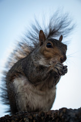 squirrel portrait