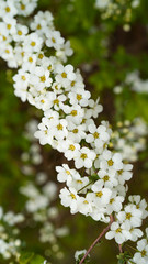 white flowers of a tree
