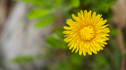 yellow dandelion in the grass