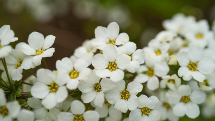 white flowers on green background