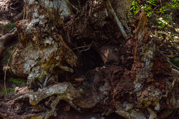 Anaga Forest Reserve. Tenerife. Canary Islands. Spain