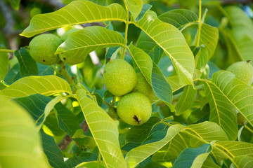 Niedojrzałe orzechy na drzewie