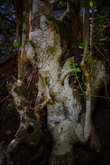Anaga Forest Reserve. Tenerife. Canary Islands. Spain