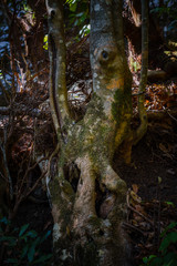 Obraz premium Anaga Forest Reserve. Tenerife. Canary Islands. Spain