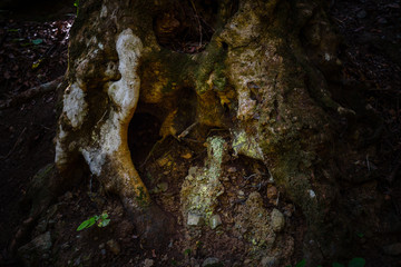 Anaga Forest Reserve. Tenerife. Canary Islands. Spain