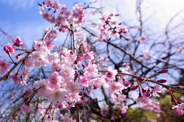 Cherry blossom