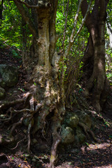 Anaga Forest Reserve. Tenerife. Canary Islands. Spain