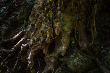 Anaga Forest Reserve. Tenerife. Canary Islands. Spain