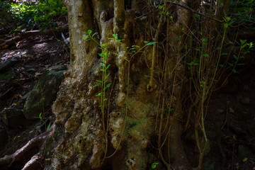 Obraz premium Anaga Forest Reserve. Tenerife. Canary Islands. Spain