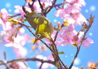 早春のカンザクラにメジロ
