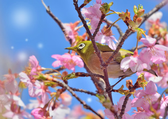 早春のカンザクラにメジロ