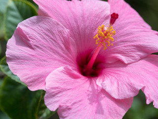 Hawaiian Pink Hibiscus Flower