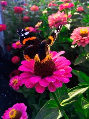 butterfly on a flower