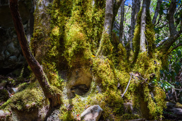 Anaga Forest Reserve. Tenerife. Canary Islands. Spain