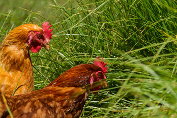 Gallinas libres en pastoreo huevos orgánicos pasto verde © @mpfotoproducto