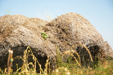 Stos siana i łąka z makiem © Heroc