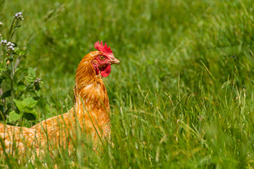 Gallinas libres en pastoreo huevos orgánicos pasto verde