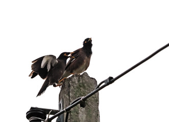 Movement Scene of Mynah Bird Landing on a Electric Pole Isolated on Sky
