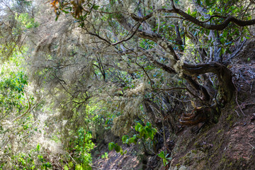 Anaga Forest Reserve. Tenerife. Canary Islands. Spain