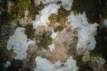 Anaga Forest Reserve. Tenerife. Canary Islands. Spain