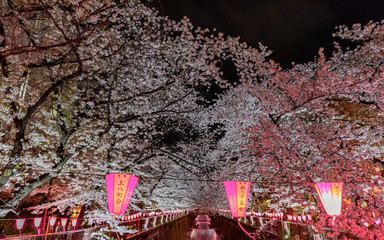  Cherry Blossoms at Night