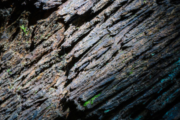 Anaga Forest Reserve. Tenerife. Canary Islands. Spain