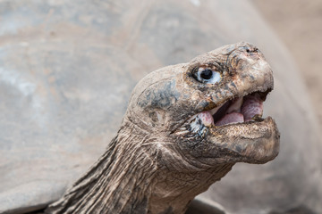 Giant tortoise open mouth face endangered species