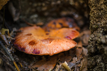 Anaga Forest Reserve. Tenerife. Canary Islands. Spain