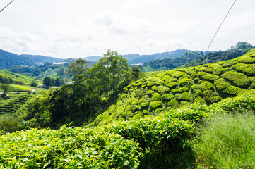 Tea plantation field on mountain hill at Cameron highland