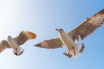 Seagull Birds is Flying in The Sky at Sunset. Natural Seabird, Animal and Wildlife.