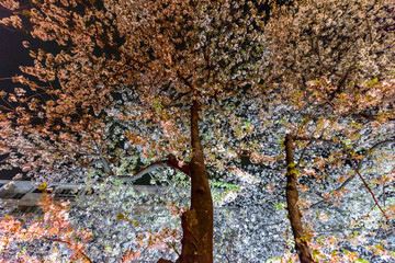  Cherry Blossoms at Night