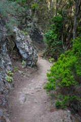 Anaga Forest Reserve. Tenerife. Canary Islands. Spain